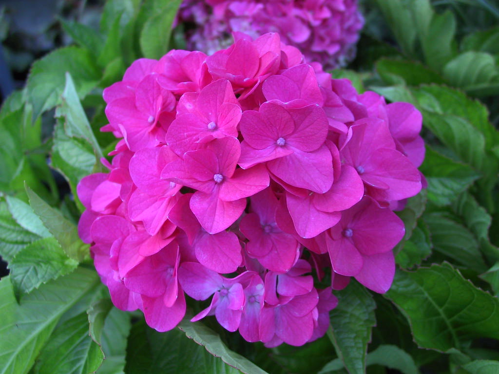 Hydrangea macrophylla Amsterdam 01.jpg